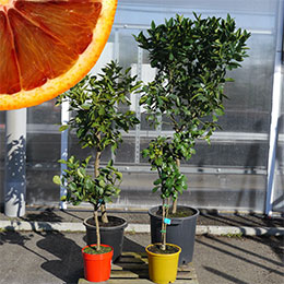 citrus sinensis -sanguinea